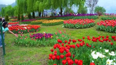 Indira Gandhi Anıt Lale Bahçesi, Srinagar 'da bir lale bahçesi.