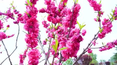 Indira Gandhi Anıt Lale Bahçesi, Srinagar 'da bir lale bahçesi.