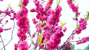 Indira Gandhi Anıt Lale Bahçesi, Srinagar 'da bir lale bahçesi.