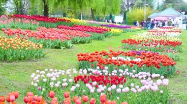 Indira Gandhi Anıt Lale Bahçesi, Srinagar 'da bir lale bahçesi.