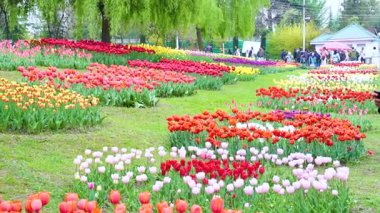 Indira Gandhi Anıt Lale Bahçesi, Srinagar 'da bir lale bahçesi.