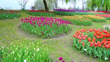 Indira Gandhi Anıt Lale Bahçesi, Srinagar 'da bir lale bahçesi.