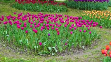 Indira Gandhi Anıt Lale Bahçesi, Srinagar 'da bir lale bahçesi.