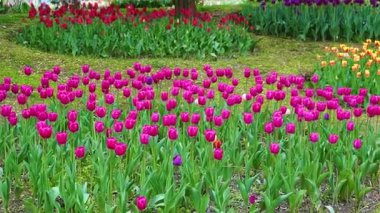 Indira Gandhi Anıt Lale Bahçesi, Srinagar 'da bir lale bahçesi.