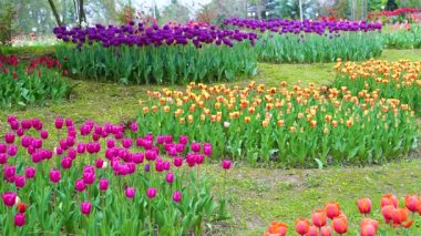 Indira Gandhi Anıt Lale Bahçesi, Srinagar 'da bir lale bahçesi.