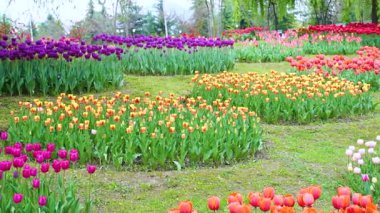 Indira Gandhi Anıt Lale Bahçesi, Srinagar 'da bir lale bahçesi.