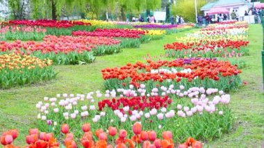 Indira Gandhi Anıt Lale Bahçesi, Srinagar 'da bir lale bahçesi.