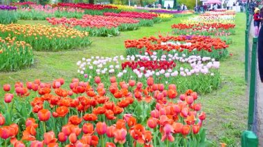 Indira Gandhi Anıt Lale Bahçesi, Srinagar 'da bir lale bahçesi.