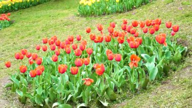 Indira Gandhi Anıt Lale Bahçesi, Srinagar 'da bir lale bahçesi.