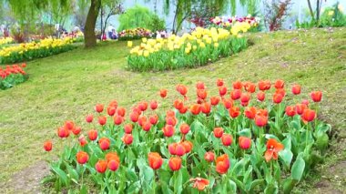 Indira Gandhi Anıt Lale Bahçesi, Srinagar 'da bir lale bahçesi.