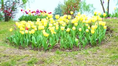 Indira Gandhi Anıt Lale Bahçesi, Srinagar 'da bir lale bahçesi.