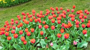 Indira Gandhi Anıt Lale Bahçesi, Srinagar 'da bir lale bahçesi.