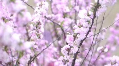 Indira Gandhi Anıt Lale Bahçesi, Srinagar 'da bir lale bahçesi.
