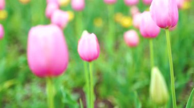 Indira Gandhi Anıt Lale Bahçesi, Srinagar 'da bir lale bahçesi.