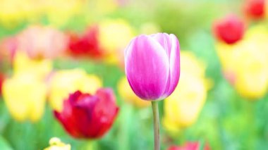 Indira Gandhi Anıt Lale Bahçesi, Srinagar 'da bir lale bahçesi.