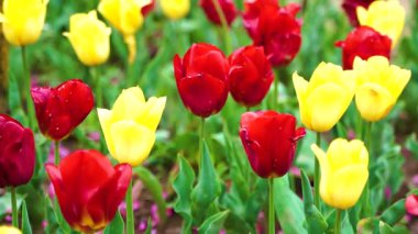 Indira Gandhi Anıt Lale Bahçesi, Srinagar 'da bir lale bahçesi.