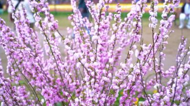 Indira Gandhi Anıt Lale Bahçesi, Srinagar 'da bir lale bahçesi.