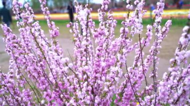 Indira Gandhi Anıt Lale Bahçesi, Srinagar 'da bir lale bahçesi.