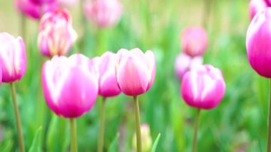 Indira Gandhi Anıt Lale Bahçesi, Srinagar 'da bir lale bahçesi.