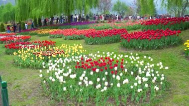 Indira Gandhi Anıt Lale Bahçesi, Srinagar 'da bir lale bahçesi.