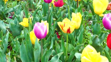 Indira Gandhi Anıt Lale Bahçesi, Srinagar 'da bir lale bahçesi.