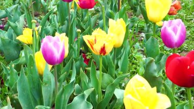 Indira Gandhi Anıt Lale Bahçesi, Srinagar 'da bir lale bahçesi.