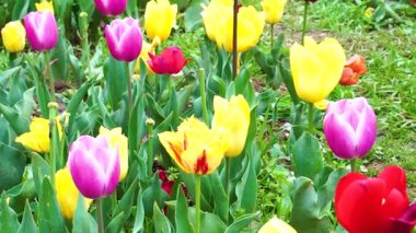 Indira Gandhi Anıt Lale Bahçesi, Srinagar 'da bir lale bahçesi.