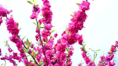 Indira Gandhi Anıt Lale Bahçesi, Srinagar 'da bir lale bahçesi.