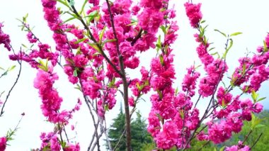 Indira Gandhi Anıt Lale Bahçesi, Srinagar 'da bir lale bahçesi.