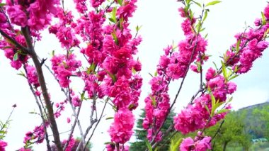 Indira Gandhi Anıt Lale Bahçesi, Srinagar 'da bir lale bahçesi.