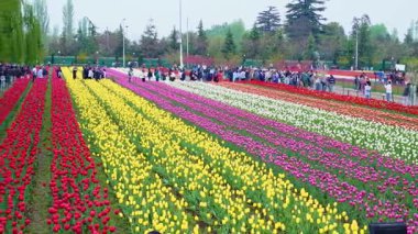 Indira Gandhi Anıt Lale Bahçesi, Srinagar 'da bir lale bahçesi.