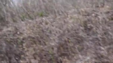 Güzel Hint Demiryolu Seyahati MP, Hindistan