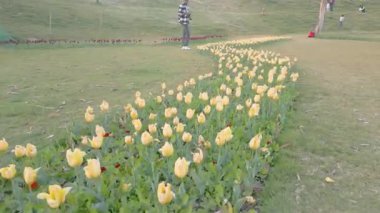 Baansera Park 'taki Lale Bahçesi, Sarai Kale Khan, Yeni Delhi, Hindistan.