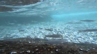 Mattan Anantnag Kashmir 'deki Güneş Tapınağı ve buradaki Antik Göl' de temiz su ve bir sürü balık var.