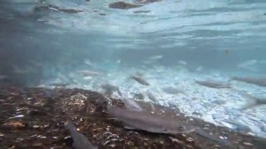 Mattan Anantnag Kashmir 'deki Güneş Tapınağı ve buradaki Antik Göl' de temiz su ve bir sürü balık var.