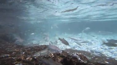 Mattan Anantnag Kashmir 'deki Güneş Tapınağı ve buradaki Antik Göl' de temiz su ve bir sürü balık var.