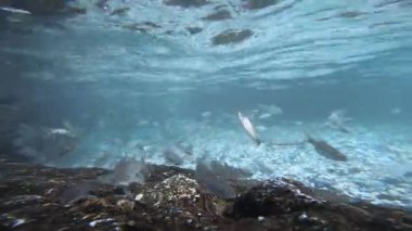 Mattan Anantnag Kashmir 'deki Güneş Tapınağı ve buradaki Antik Göl' de temiz su ve bir sürü balık var.