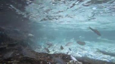 Mattan Anantnag Kashmir 'deki Güneş Tapınağı ve buradaki Antik Göl' de temiz su ve bir sürü balık var.