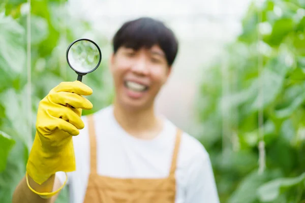 快乐快乐的亚洲西瓜工人检查或分析农产品品质 亚洲男性农民在温室里检查有机西瓜的质量 — 图库照片