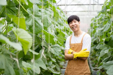 Mutlu Asyalı karpuz işçisi tarımsal ürün kalitesini inceliyor ya da analiz ediyor. Asyalı erkek çiftçi serada organik karpuz meyvesi kalitesini kontrol ediyor.