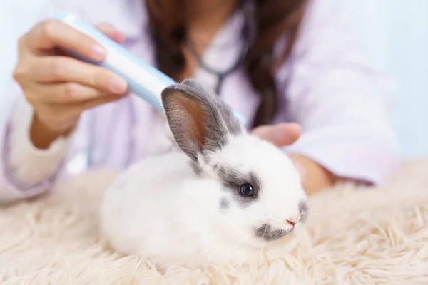 Asian female exotic veterinarian grooming and taking care a lovely cute little bunny in vet hospital. Exotic pet care service concept. Female veterinarian checking or inspecting rabbit health.