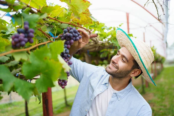快乐快乐的葡萄园工人在葡萄树上收获一枝葡萄 有机农业和耕作促进可持续生活方式概念 — 图库照片