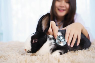 Asyalı kadın egzotik veteriner tımar ediyor ve veteriner hastanesinde sevimli küçük bir tavşana bakıyor. Egzotik hayvan bakım hizmeti konsepti. Kadın veteriner tavşan sağlığını kontrol ediyor ya da denetliyor..