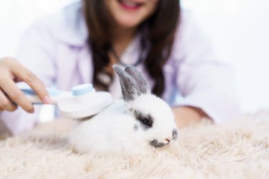 Asyalı kadın egzotik veteriner tımar ediyor ve veteriner hastanesinde sevimli küçük bir tavşana bakıyor. Egzotik hayvan bakım hizmeti konsepti. Kadın veteriner tavşan sağlığını kontrol ediyor ya da denetliyor..