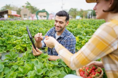 Mutlu erkek ve kadın çilek çiftçisi ya da bahçıvan arka arkaya çilek ekimi ve tarım ürünlerini inceliyor, bahçıvanlar çilek yetiştiren bir bilgiyi topluyor ve analiz ediyorlar..