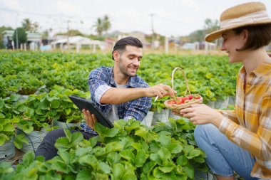 Mutlu erkek ve kadın çilek çiftçisi ya da bahçıvan arka arkaya çilek ekimi ve tarım ürünlerini inceliyor, bahçıvanlar çilek yetiştiren bir bilgiyi topluyor ve analiz ediyorlar..