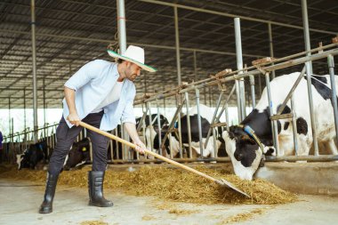 Orta Doğu Asyalı erkek tarım işçilerinin portresi süt çiftliğinde çim samanlarıyla bir ineği besliyor. Modern çiftlik hayvanları endüstrisi ve tarım konsepti işçisi.