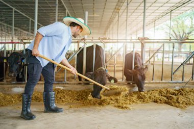 Orta Doğu Asyalı erkek tarım işçilerinin portresi süt çiftliğinde çim samanlarıyla bir ineği besliyor. Modern çiftlik hayvanları endüstrisi ve tarım konsepti işçisi.