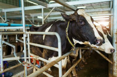 Sağlıklı süt ürünleri - modern çiftlik hayvanlarında süt inekleri.