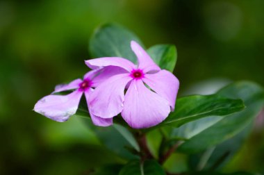 Arkasında yeşil yapraklar olan pembe bir çiçek.